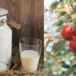 Are you a dairy or tree fruit producer?
