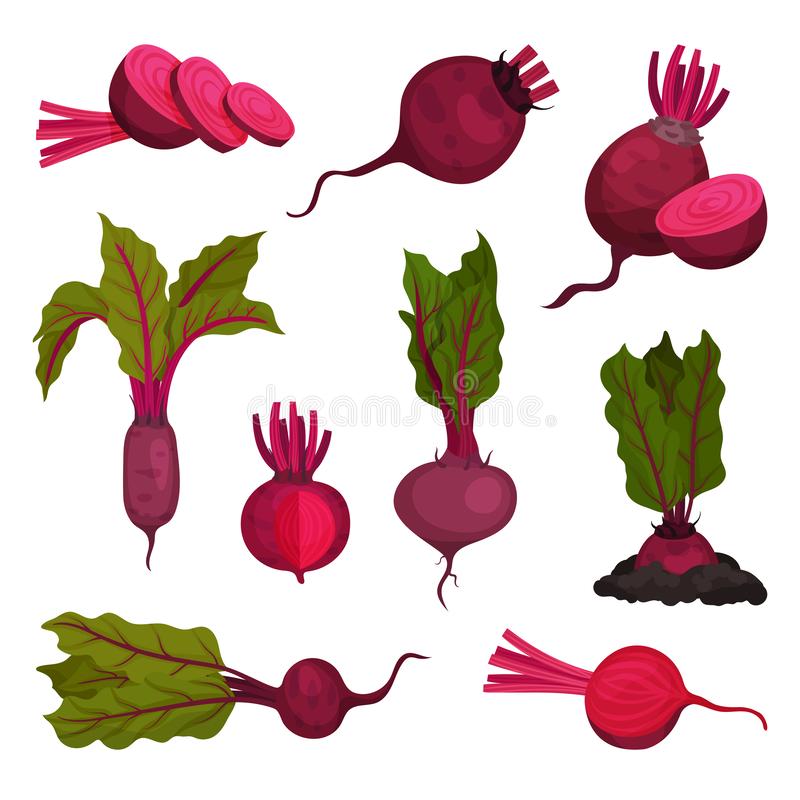 Beets or Beetroot